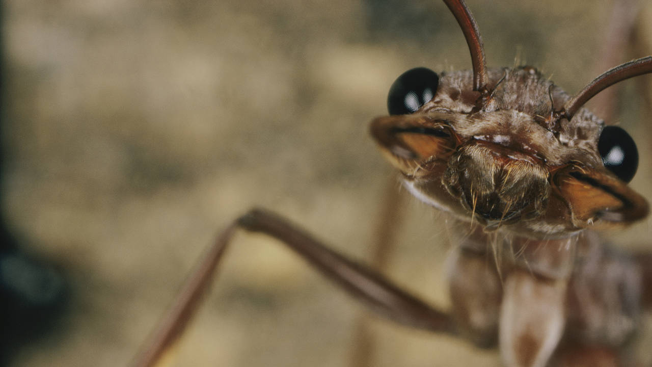 http://media.natgeotv.com/Shows/1103.jpg