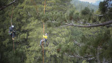World's Tallest Tree show