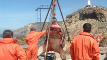 Animal Autopsy Programma