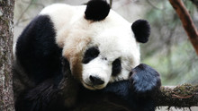Dev Panda Sayfaya Git