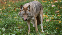 Attack In The Wild Programma