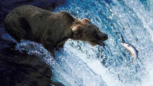 Yellowstone Battleground show