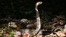 Secrets Of The King Cobra show