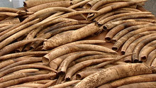 Crimes contre la nature Voir la fiche programme