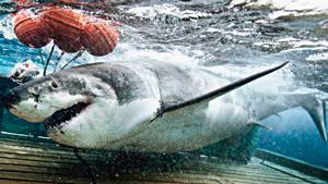 Shark Men show