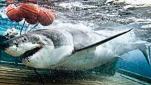 Shark Men show