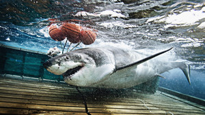 Les hommes - requins Voir la fiche programme