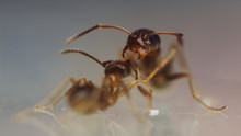 City Of Ants show