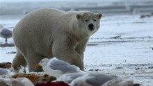 Bear Nomad show