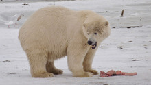 Bear Nomad Programma
