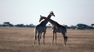 Wild Sex show