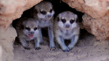 Mighty Meerkats show