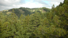 Bir Devin Anatomisi: Redwoods Sayfaya Git