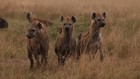 Nocne podchody