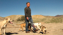 The Dog Whisperer 4 show