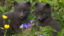Nordic Wild show