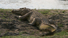 Crocs Of Katuma show