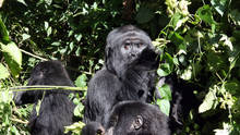 Gorilla Murders Programma