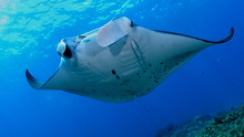 Nat Geo Presents: Manta Mystery show