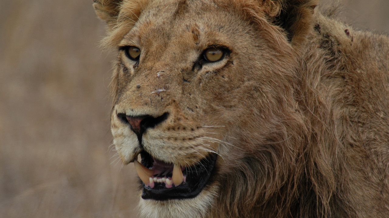 http://media.natgeotv.com/Shows/15650.jpg