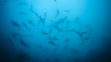 Die Insel der Haie Programm