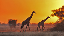 塞倫蓋蒂大草原 The Great Serengeti show