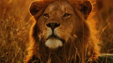 Varázslatos Serengeti film