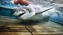 Shark Men - Die Haiforscher Programm