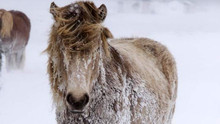 Nordic Wild Voir la fiche programme
