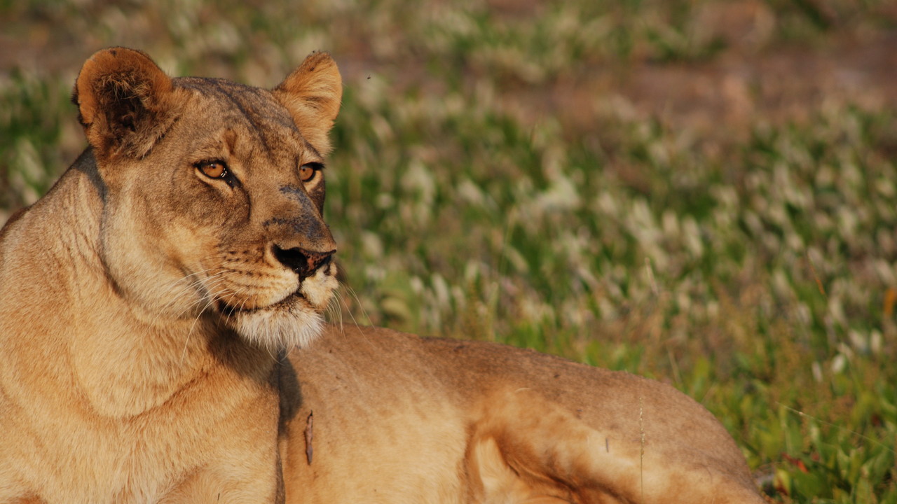 http://media.natgeotv.com/Shows/1614.jpg