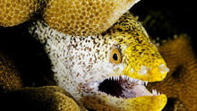 Deadly Jaws show