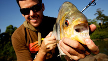 Mega Piranha show