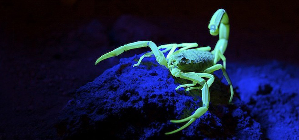 World's Deadliest Animals