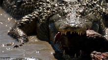 World's Deadliest Animals show