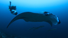 Manta Mystery show