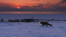 PANASONIC呈獻：世界文化遺產大賞 Wild Russia Kamchatka 野性俄羅斯:堪察加半島 show