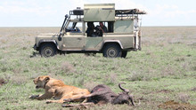 救命母獅 Saved By The Lioness show