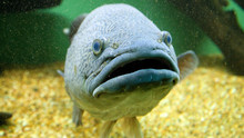 Monster Fish show