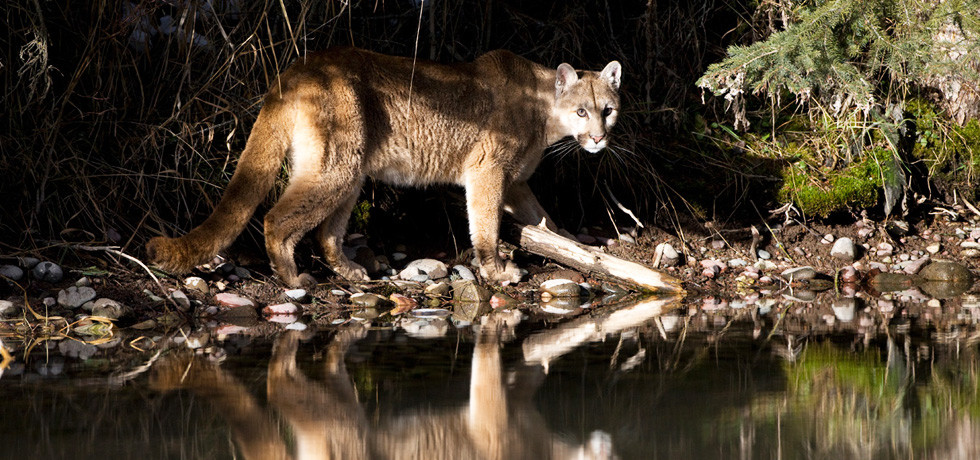 American Cougar