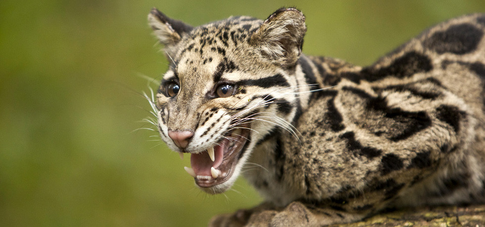 Return of the Clouded Leopards