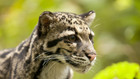 Clouded Leopard Rescue