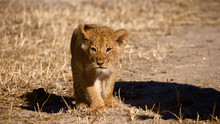Nella fossa dei leoni programma