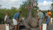 搶救非洲野生動物 Wildlife Rescue Africa show