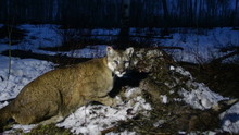 Cougars: Ninja of Jackson Hole show