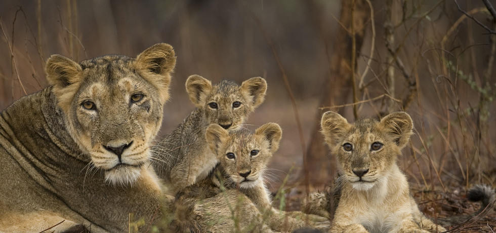 Wild India