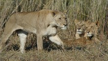 Swamp Lions show