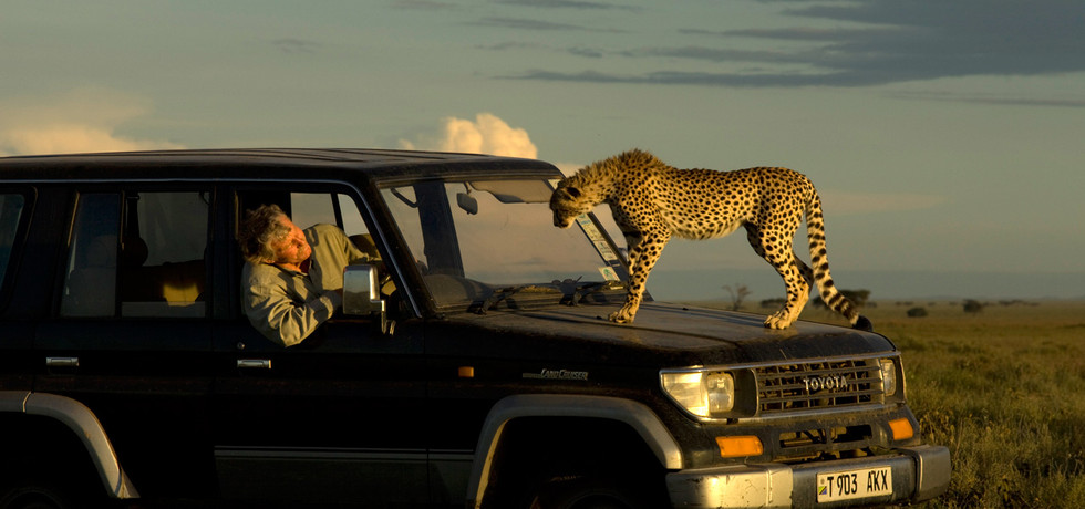 Big Cat Wars
