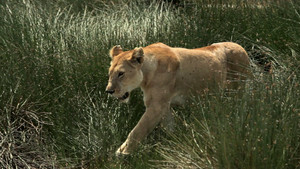 מלחמות החתולים: אריה מול צ'יטה תוכנית