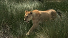 Lions vs Guépards
