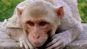 Monkey Thieves show